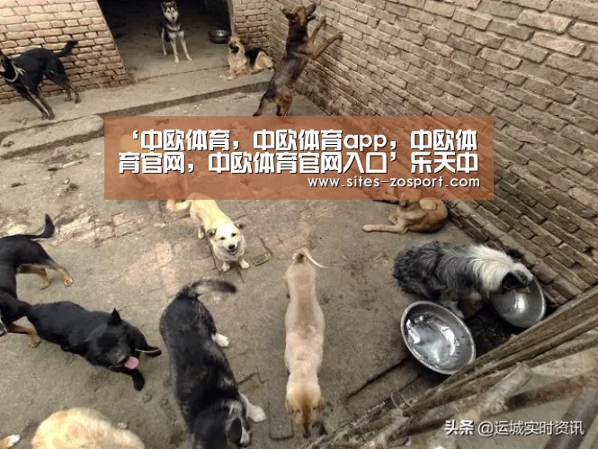 ‘中欧体育,中欧体育app,中欧体育官网,中欧体育官网入口’乐天中国官网已瘫痪两天尚未恢复疑遭黑客攻击(图1) 中欧体育,中欧体育app,中欧体育官网,中欧体育官网入口