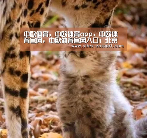中欧体育，中欧体育app，中欧体育官网，中欧体育官网入口